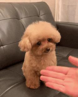 娉拌开濂藉吇杩樻槸閲戞瘺濂藉吇,娉曟枟鐘ソ杩樻槸娉拌开鐘ソ