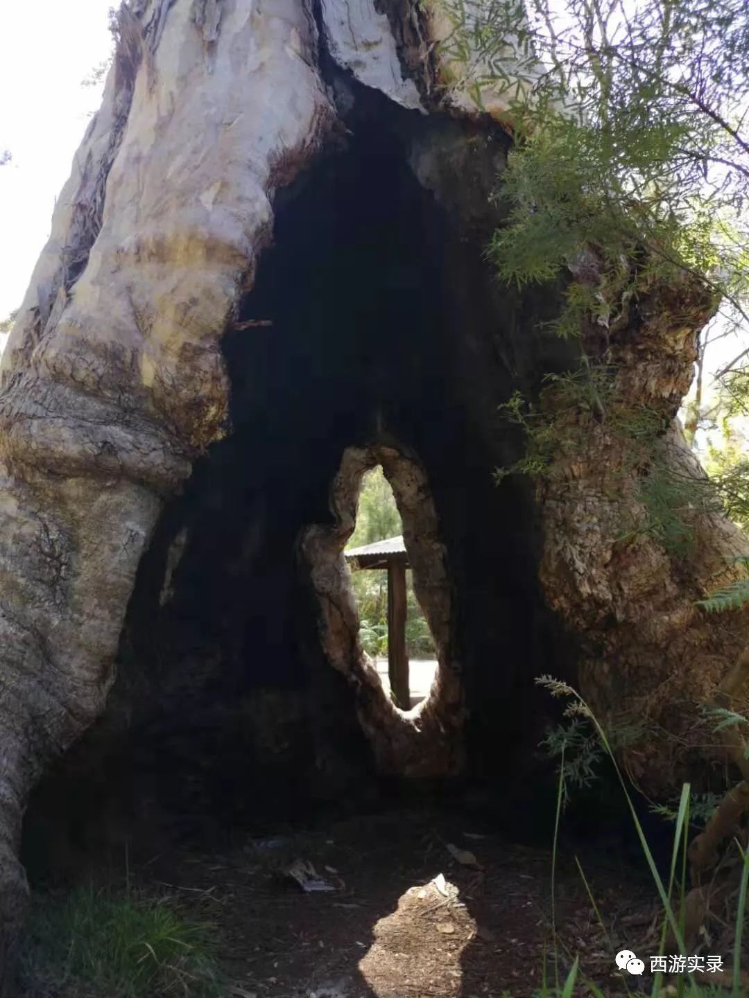 涓浗浜哄湪婢虫床鑷┚,涓浗灏忎紮鍘绘境澶у埄浜氳嚜椹炬父