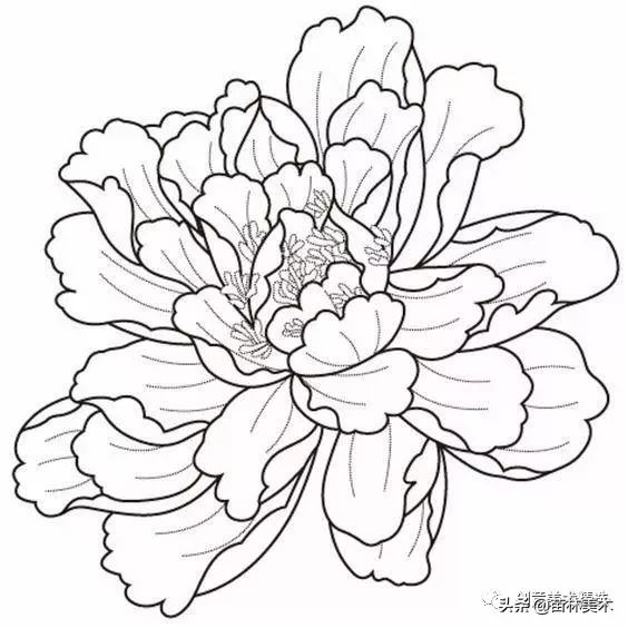 工笔花卉线稿和色稿,花卉白描线稿