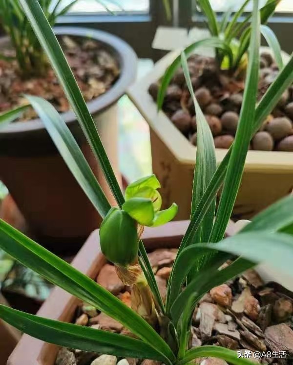 每日一品中国兰花图片,每日一品全文