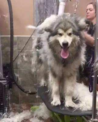 为什么狗狗不能经常洗澡,为什么狗狗讨厌洗澡的吹风机