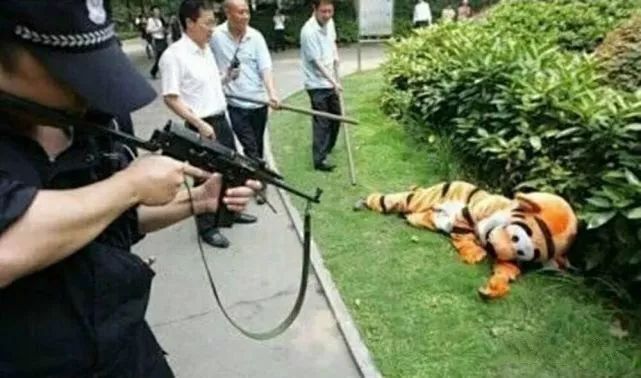 猫被蜱虫咬怎么办,被猫咬了之后怎么办