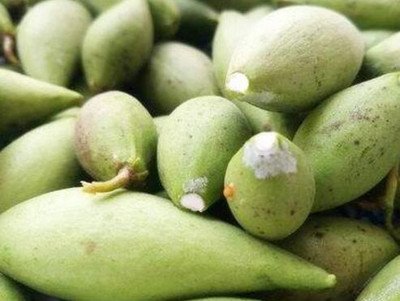 青龙街土瓜价格多少钱一斤,地梢瓜市场价格多少钱一斤