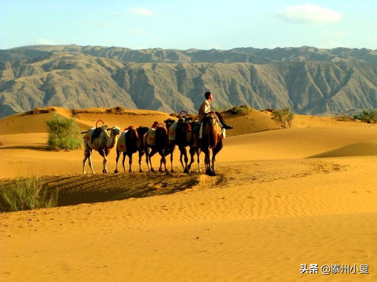 中卫市沙坡头旅游感受,沙坡头黄河美景