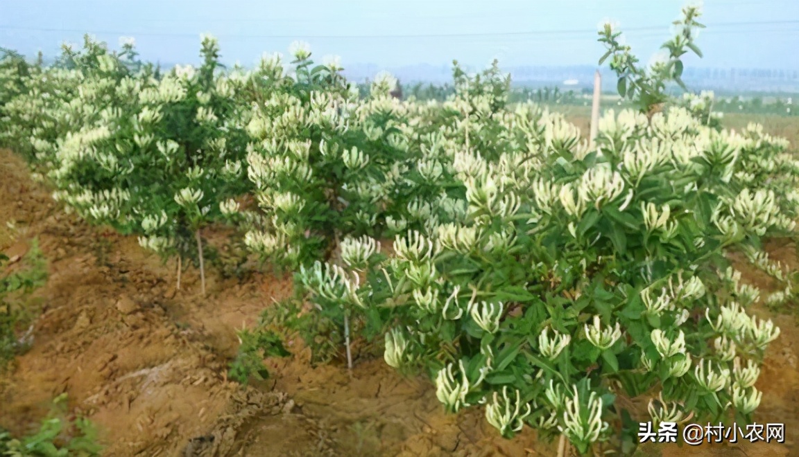 农民创业养什么好赚钱,在农村养殖种植创业好项目有哪些