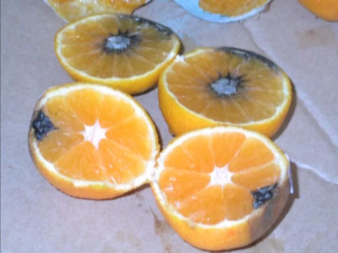 绿霉病害症状,柑橘绿霉病能治好吗