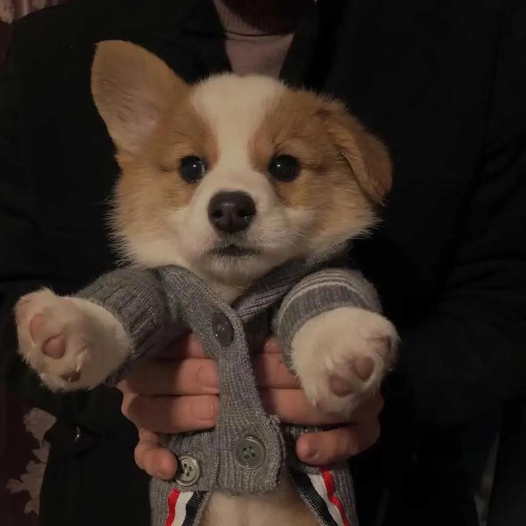 100张好看不常见的微信头像,适合中年女人高雅的微信头像