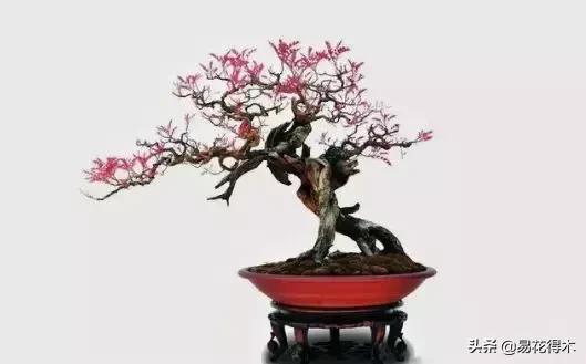 清香木盆景黄叶掉叶是什么原因,清香木黄叶掉叶如何处理