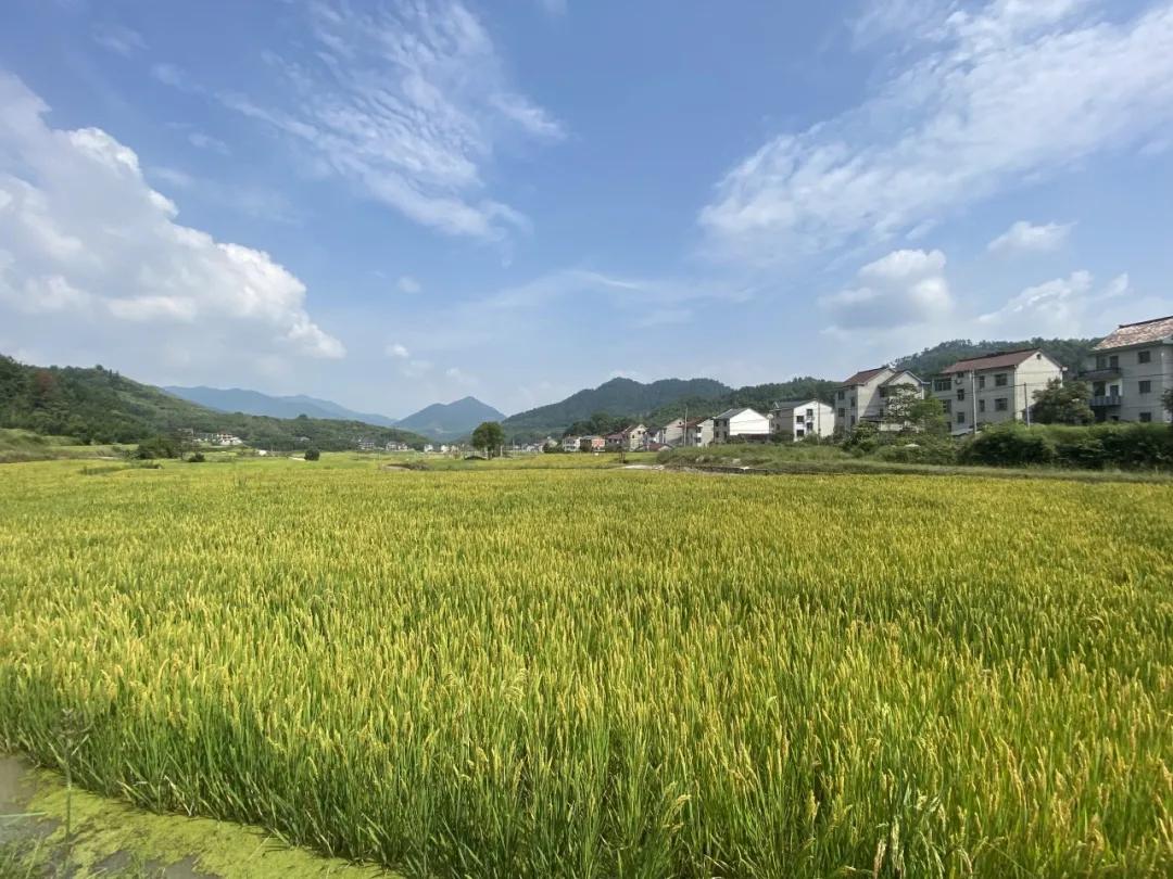 cctv村里来了个农业特派员,村里的联络员