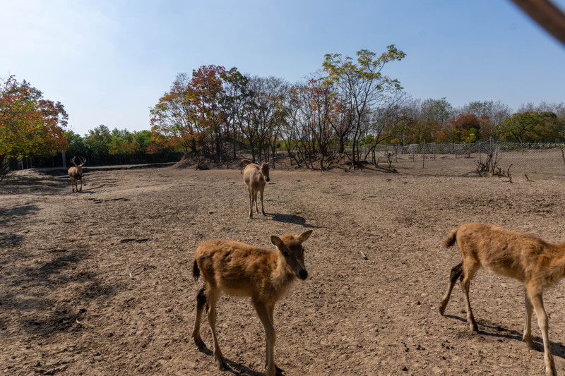 森林麋鹿公园,森林麋鹿