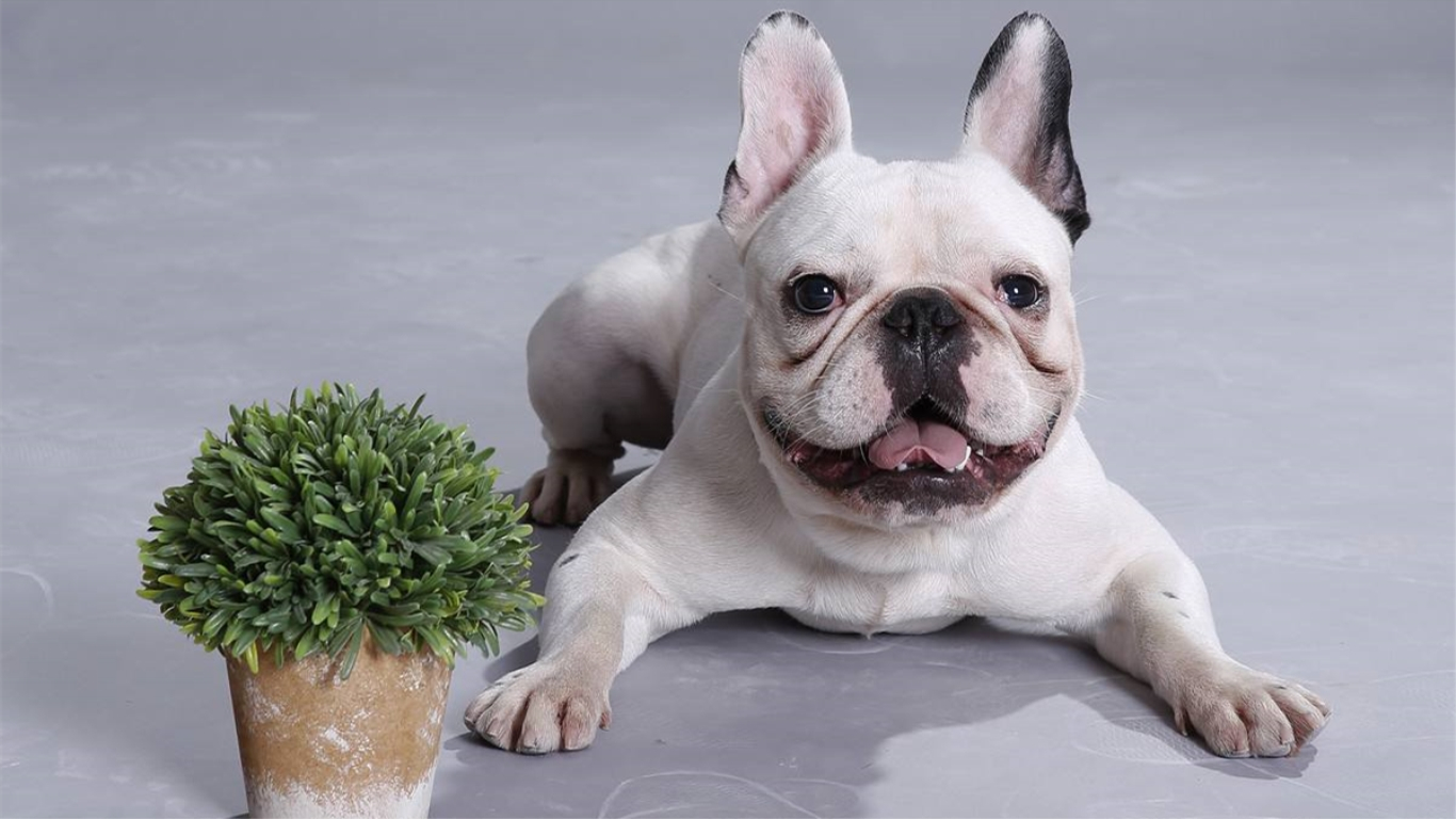 老年狗狗常见疾病,狗狗消化道疾病的症状有哪些