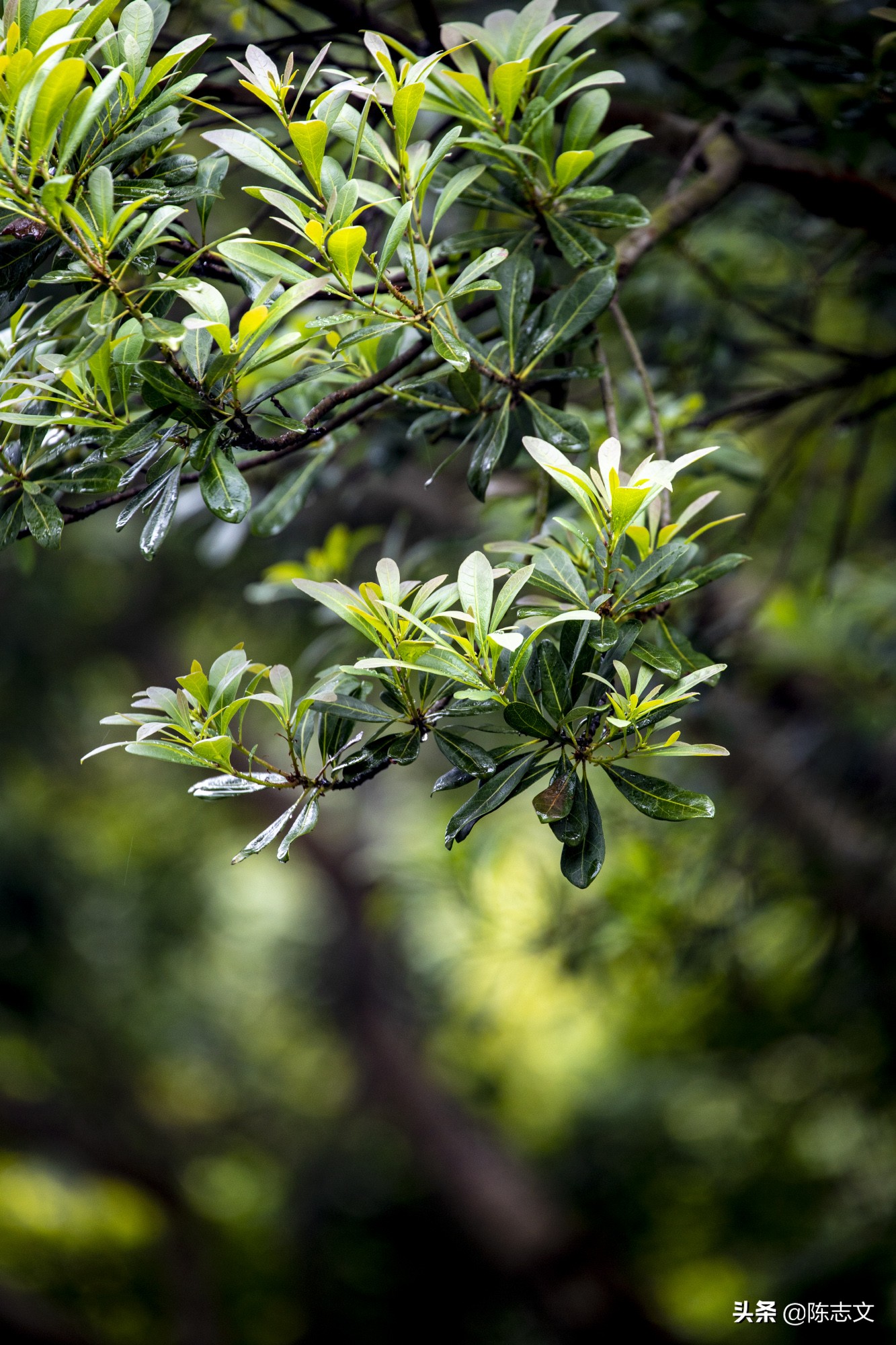 苏州有一座单独的山,苏州有座佛的山