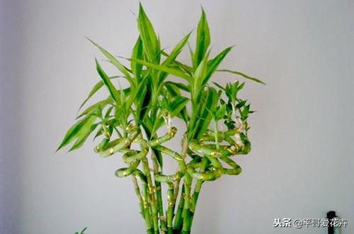 养转运竹的技巧,转运竹叶子发黄怎么养