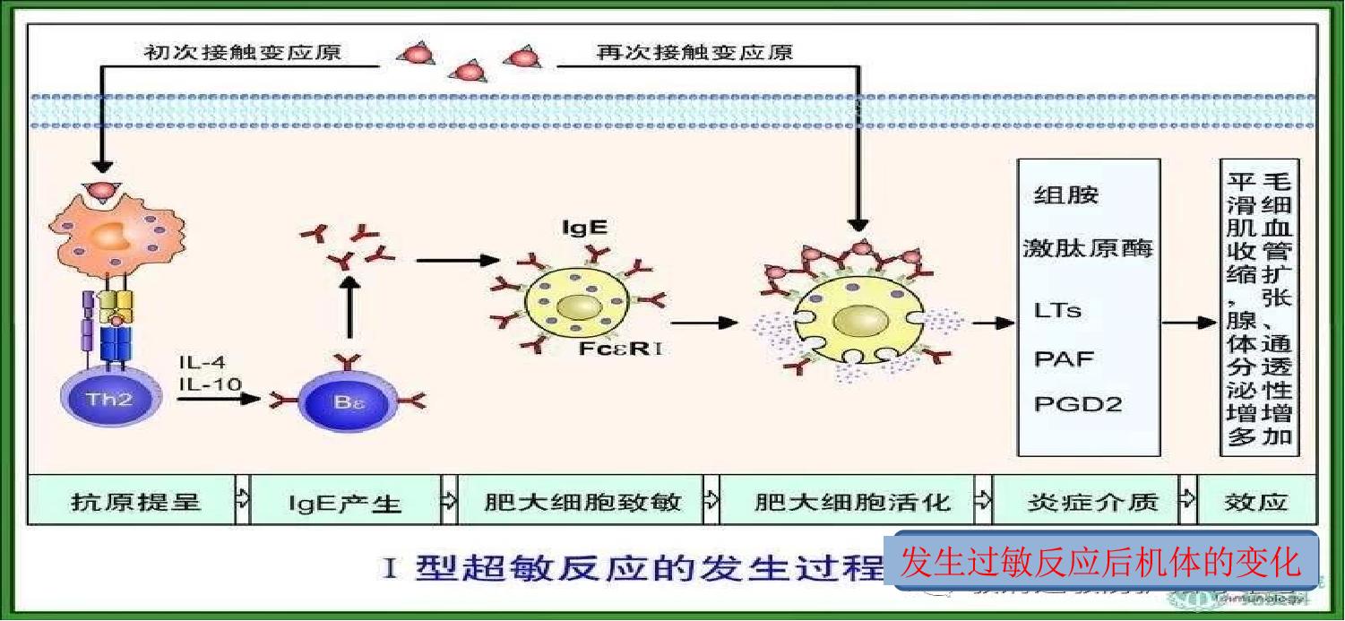 过敏反应的原理高中知识,过敏反应的机理图解
