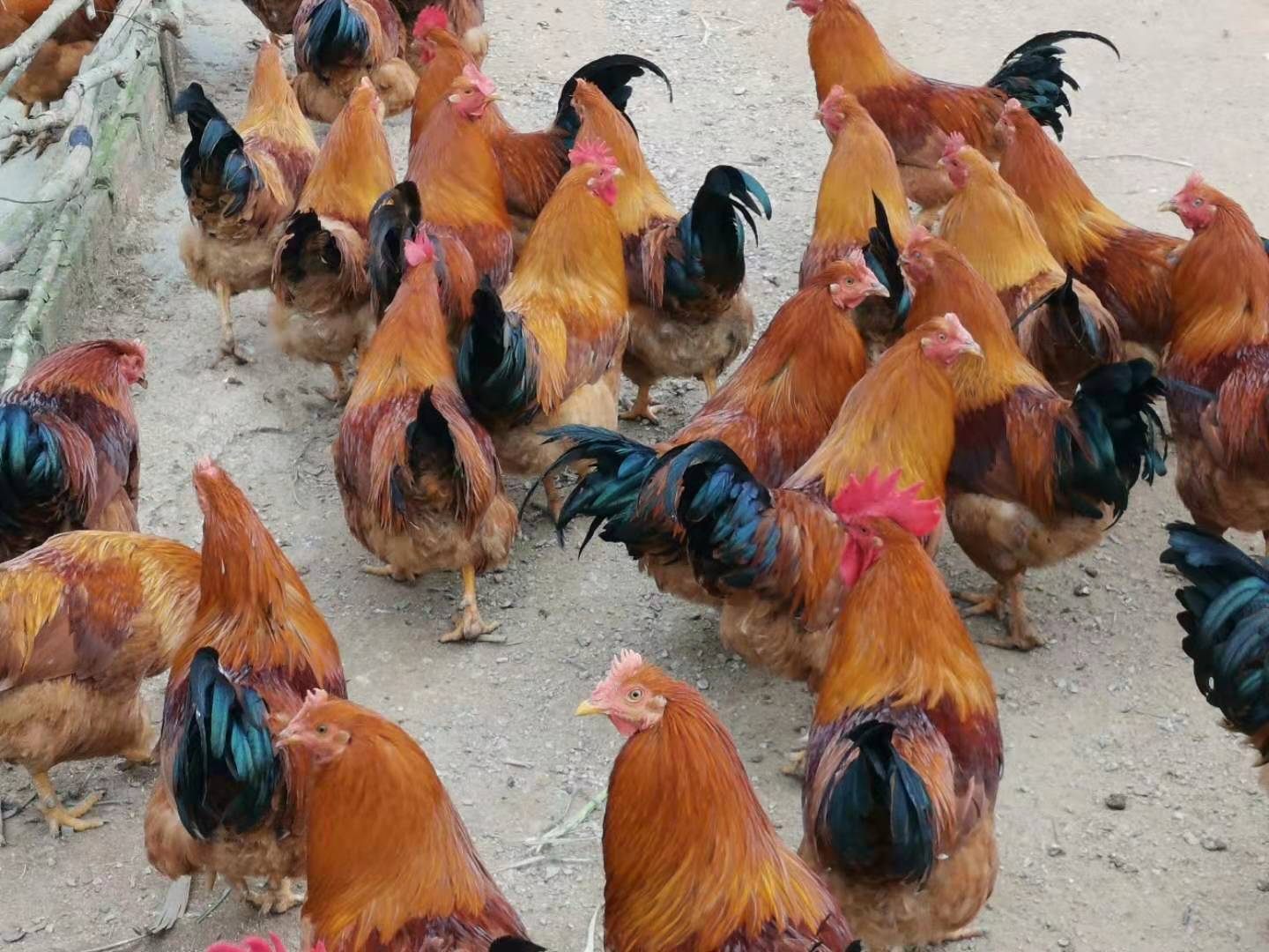 水产养殖成为最赚钱行业,在农村水产养殖什么回本快