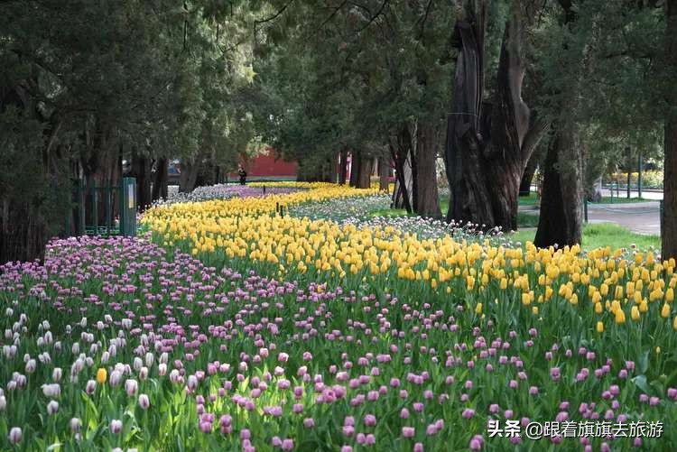 北京香山郁金香,帝都郁金香