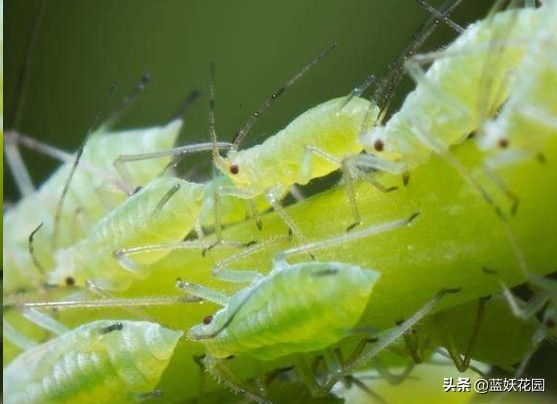 月季花苞期蚜虫不处理会怎么样,月季花苞上有蚜虫喷什么药