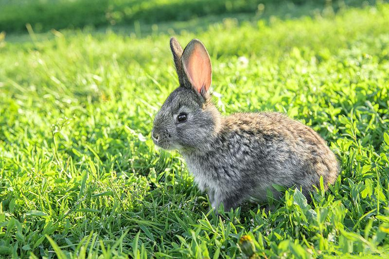 养兔技术家兔纯种繁育方法,肉兔人工授精技术