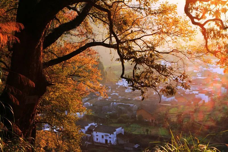 1011月错过它们，等于错过整个秋天！人少清净，随手一拍都是大片