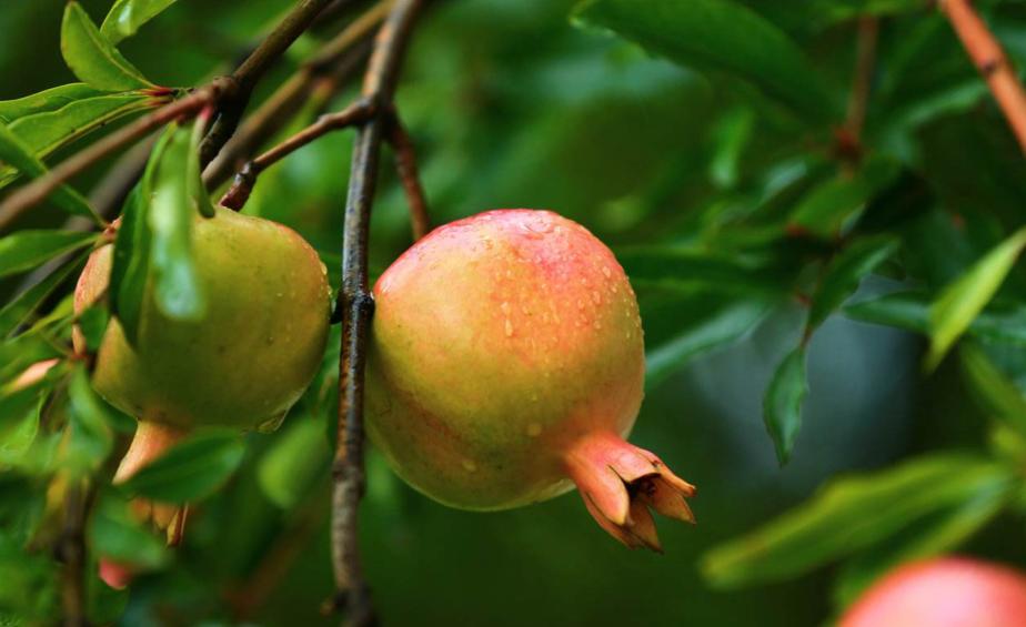 盆栽石榴春季管理方法,盆栽石榴春季养护工艺