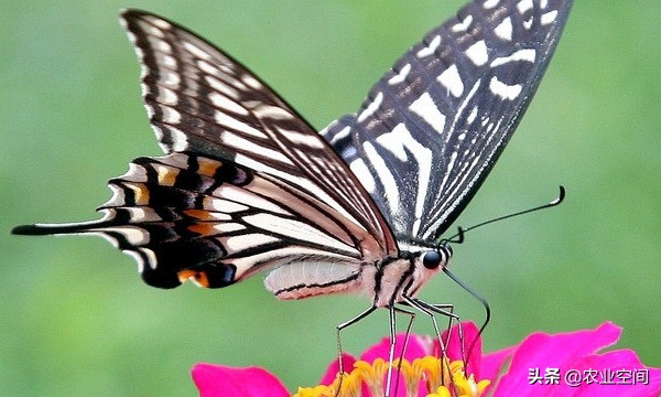 蝴蝶形状的艺术品,蝴蝶具有收藏价值底板