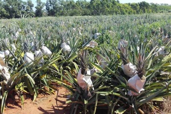 菠萝怎样种盆栽视频,菠萝是怎么种下去的