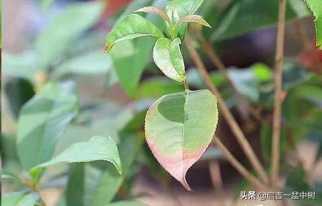 桂花换盆后叶子干枯怎么急救,桂花叶子都掉光了枝干枯怎么办