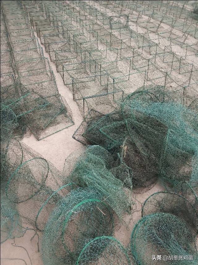 小龙虾地笼怎么停笼,如何使用小龙虾地笼新手入门
