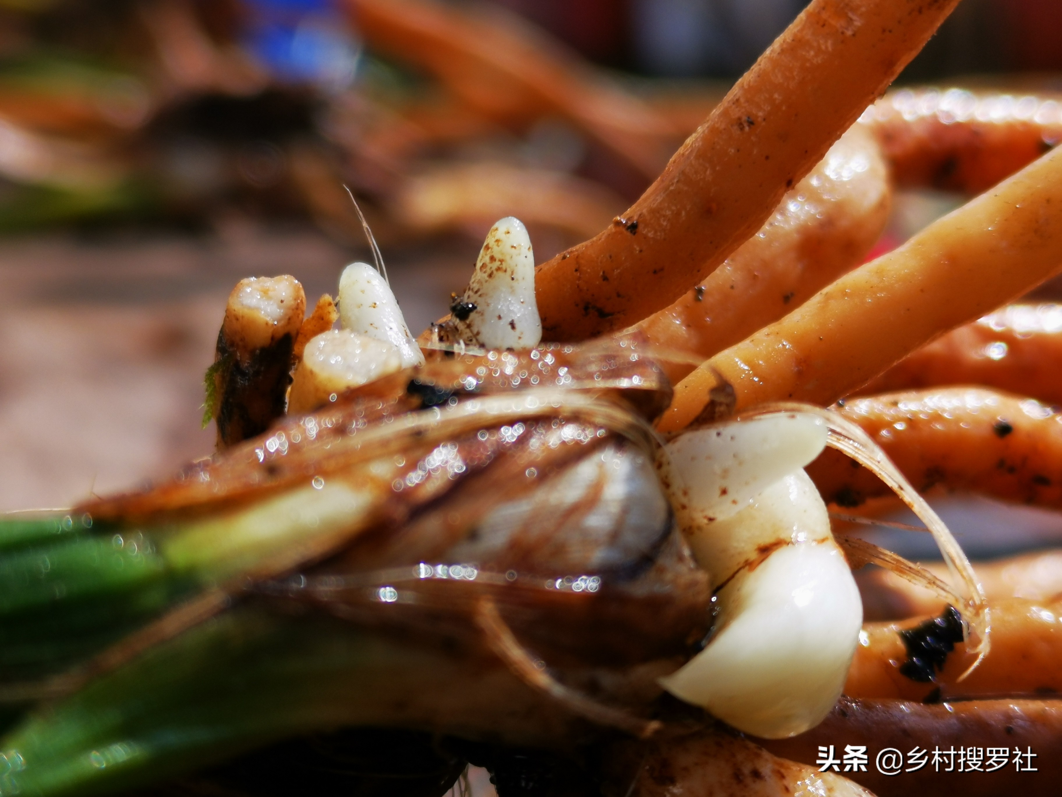 夏天兰花浇水得茎腐病,多菌灵治水仙烂根吗