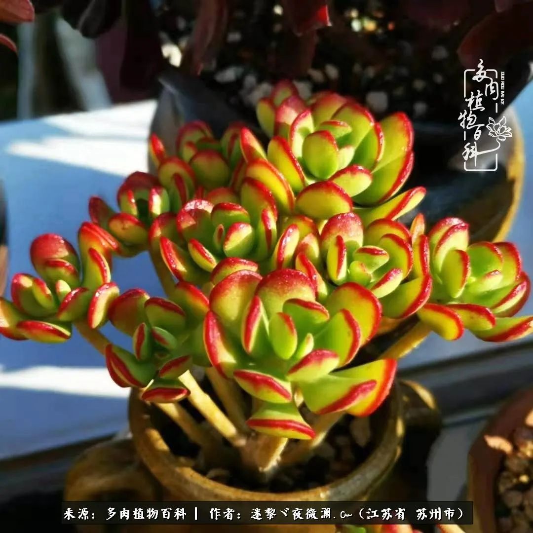 围观多肉版武林大会，一起穿越吧,下