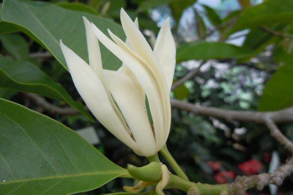 黄角兰怎么养才能多开花,黄角兰栽在家门口的旁边好吗