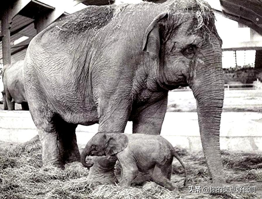 非洲象和亚洲象有没有生殖隔离，能不能杂交出“亚非象”？