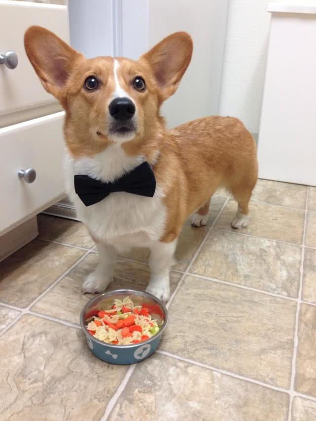 女王的柯基都是什么狗,英国皇室柯基犬吃啥狗粮