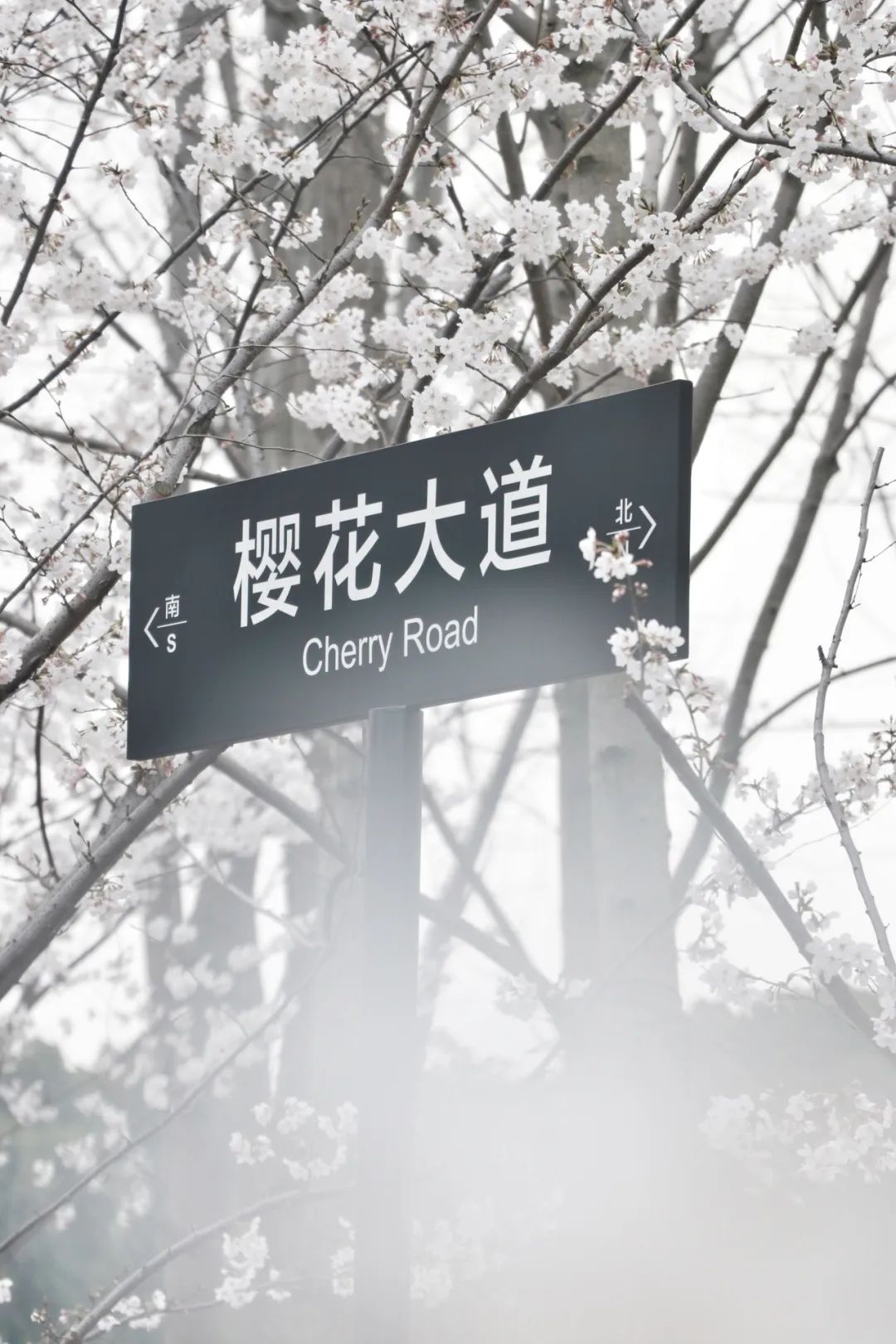 苏州赏花推荐景点有哪些,苏州赏花踏青攻略