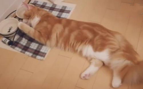 猫咪绝育术后三天不排便,猫咪绝育后护理视频