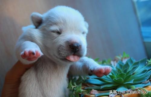 狗狗意外怀孕主人不想要怎么办,狗狗生宝宝主人要怎么护理