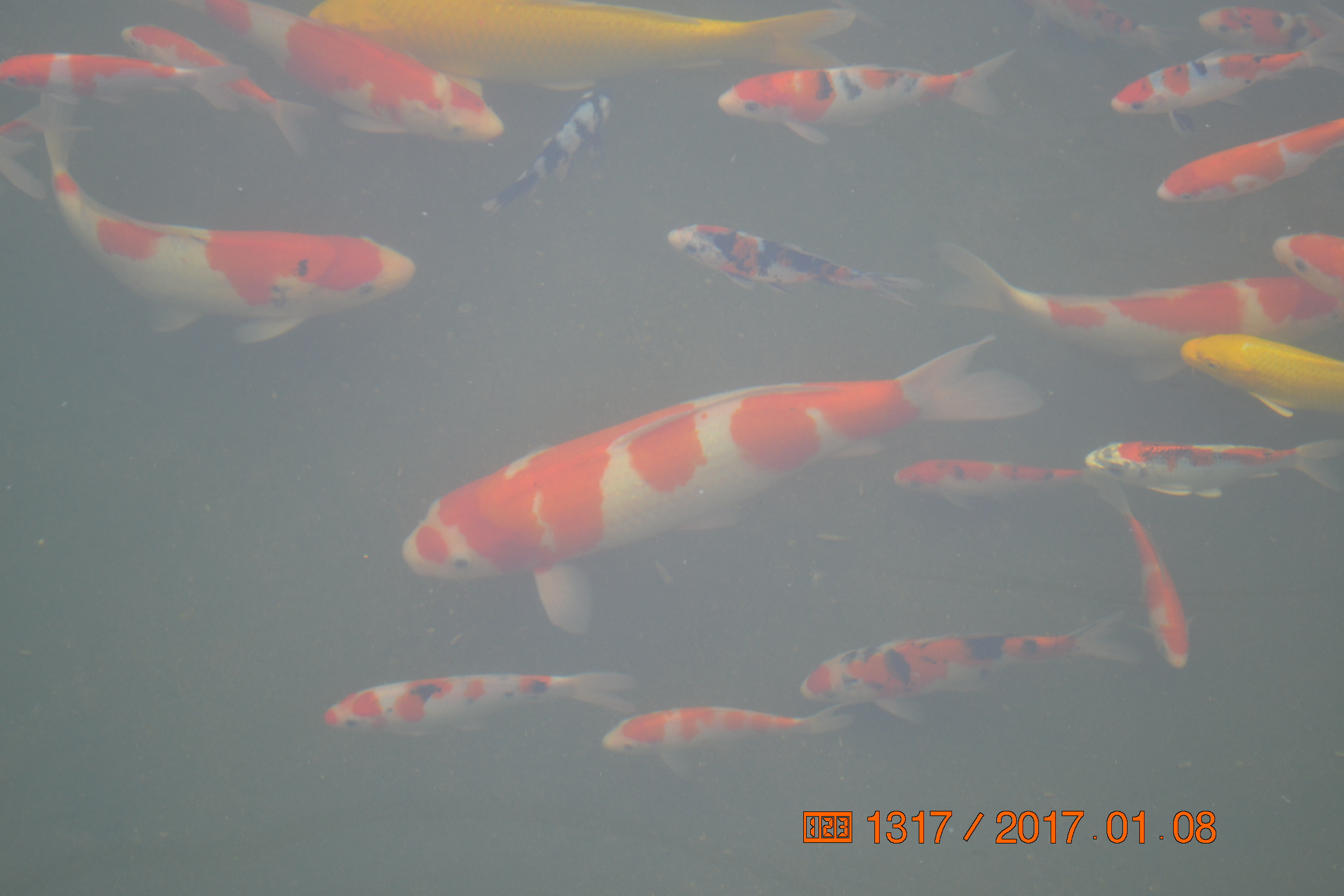 湖南最好的锦鲤养殖基地,湘潭锦鲤养殖