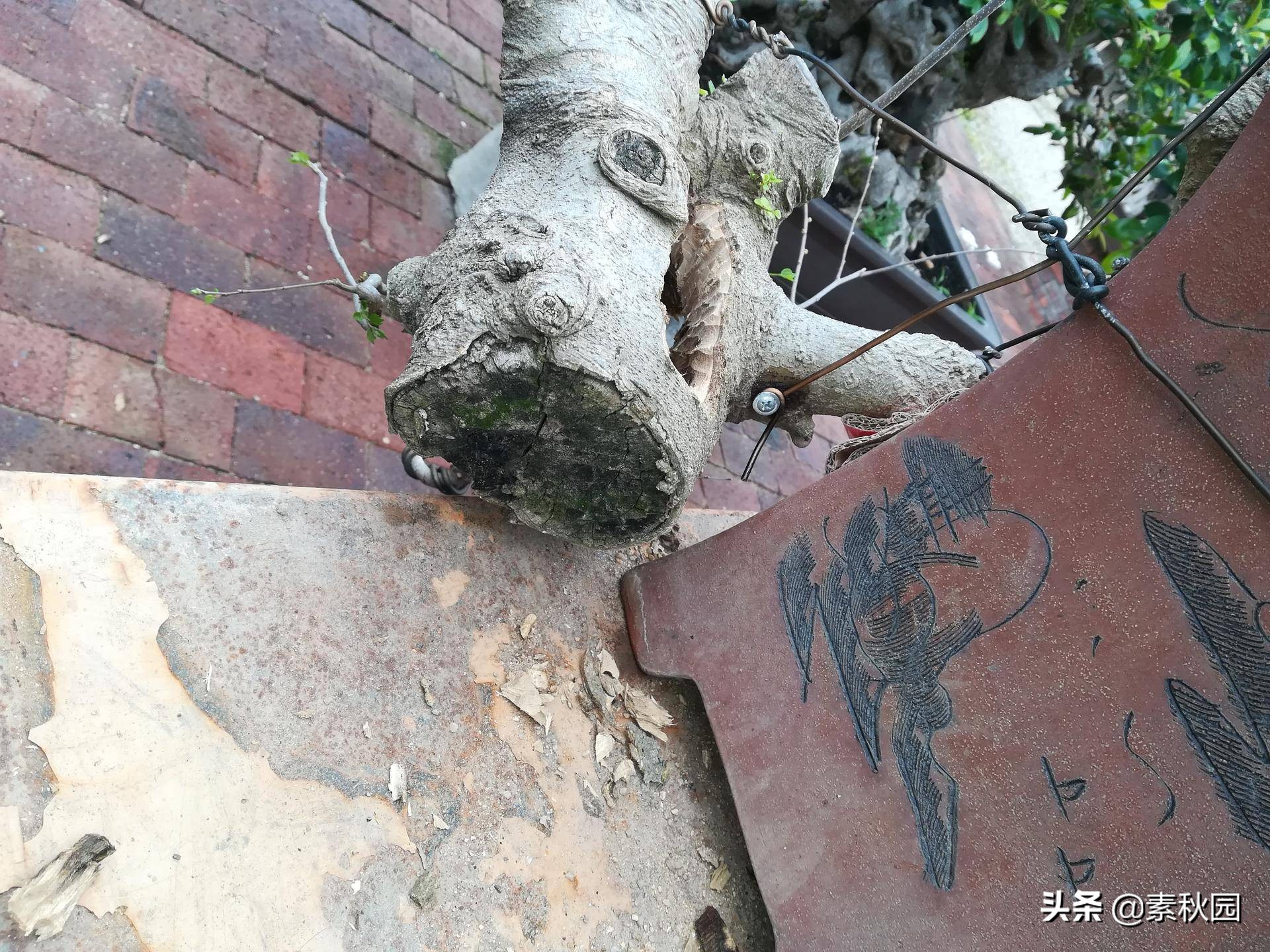 朴树盆景老桩夏季采挖与养坯,各种精品朴树盆景熟桩