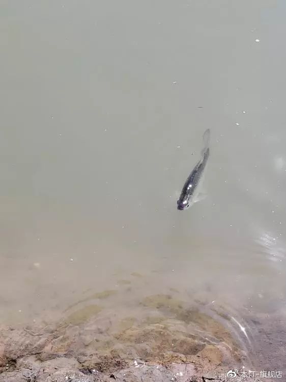 本汀金迦潘求败夜战罗非,本汀金迦潘求败评测