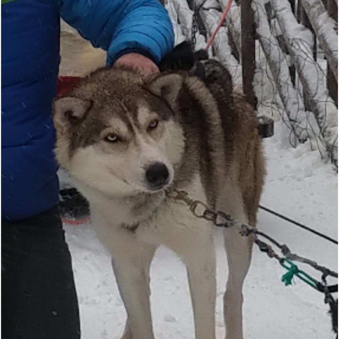 寒冬将至，2019冬季的魔力Taikatalvi-芬兰冬季文化营回顾