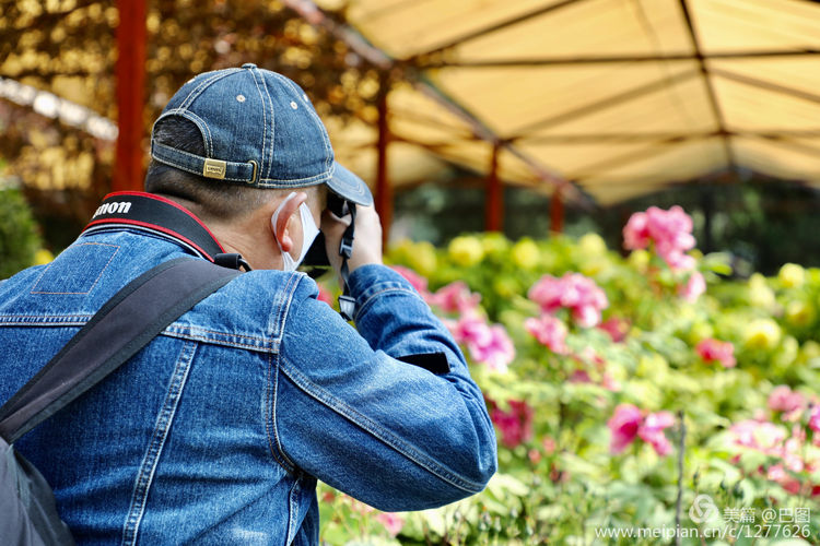 看洛阳牡丹花卉节,洛阳古都牡丹花展