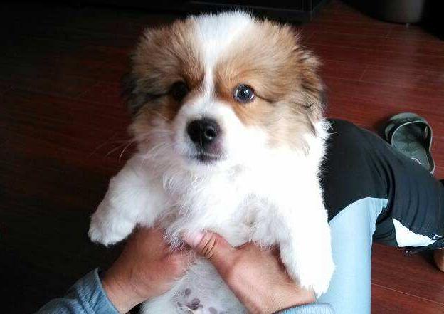 最适合养的十种狗排名,十大最适合新手养的狗排名