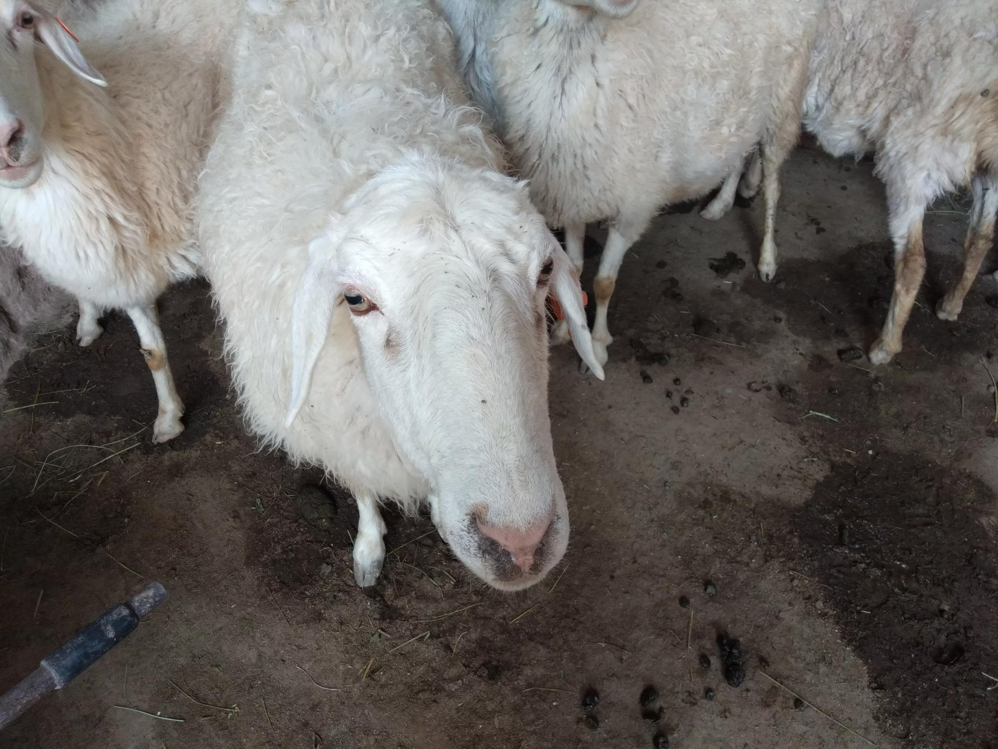 新手养羊做好这五点想不赚钱都难,养羊最赚钱的方法是什么