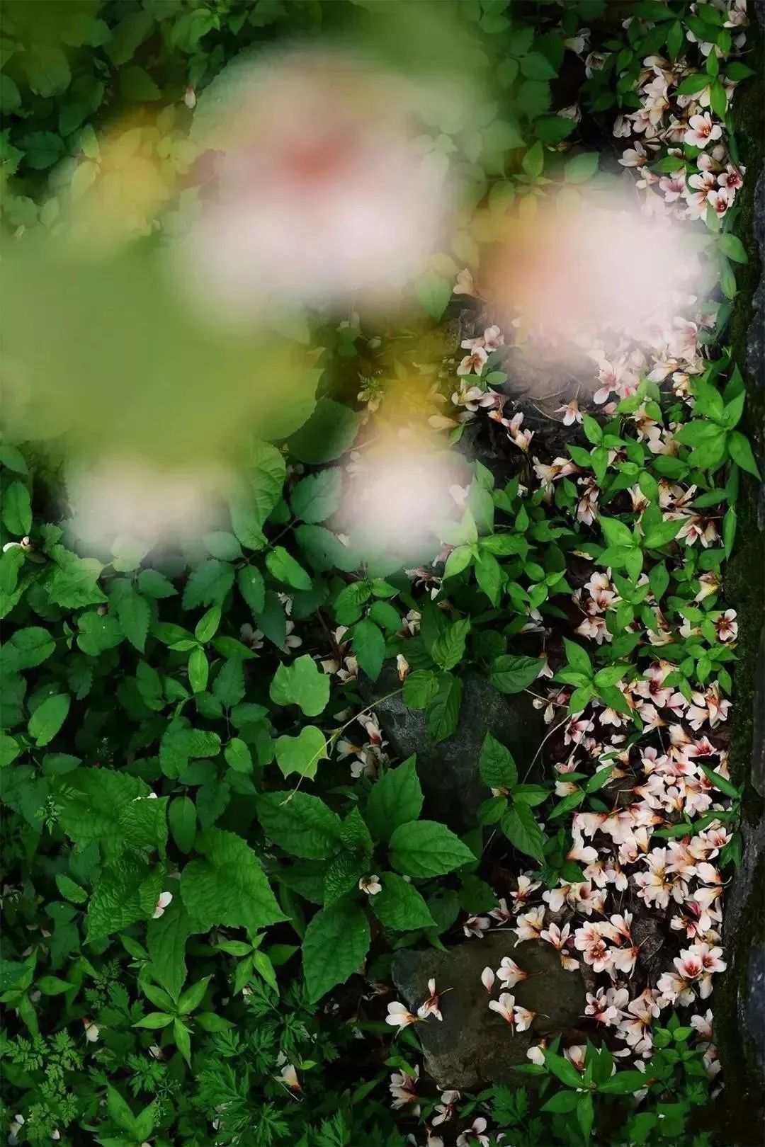 隐世原乡,又见桐花开。