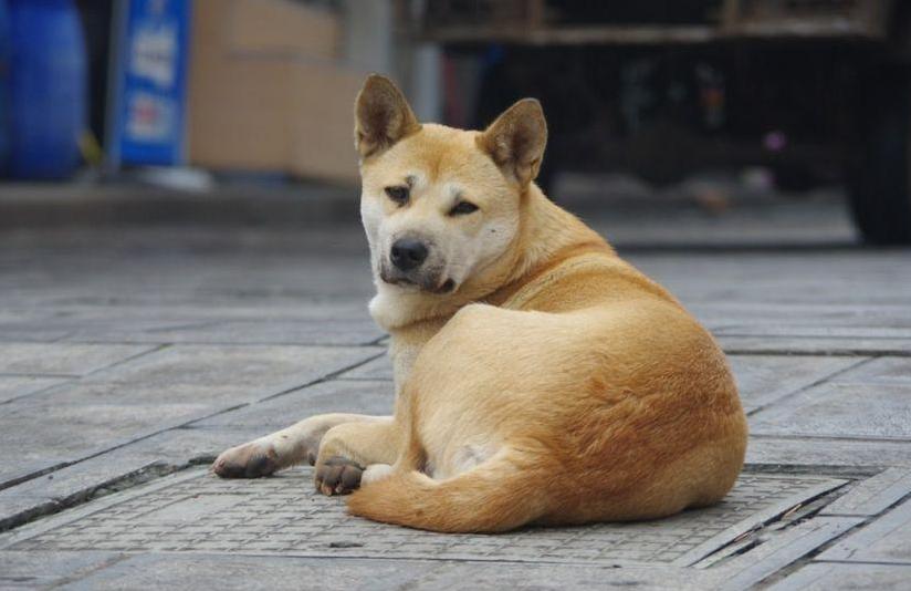 45种常见狗狗你能认出几种,超级金贵的狗狗你知道几种