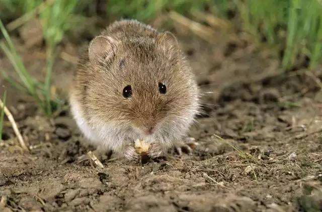 换换口味,去农村打野,跑不掉的野味你可以尝尝