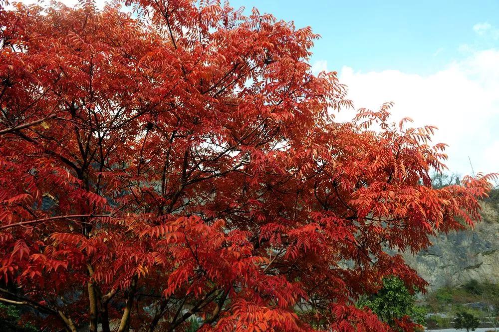 割漆工人,割漆手艺