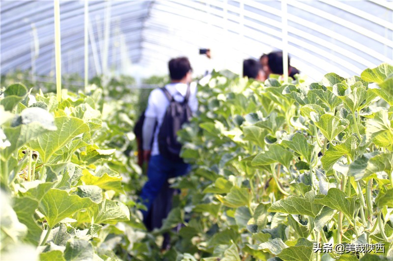 水果之乡陕西大荔,不讲理的大荔县典故