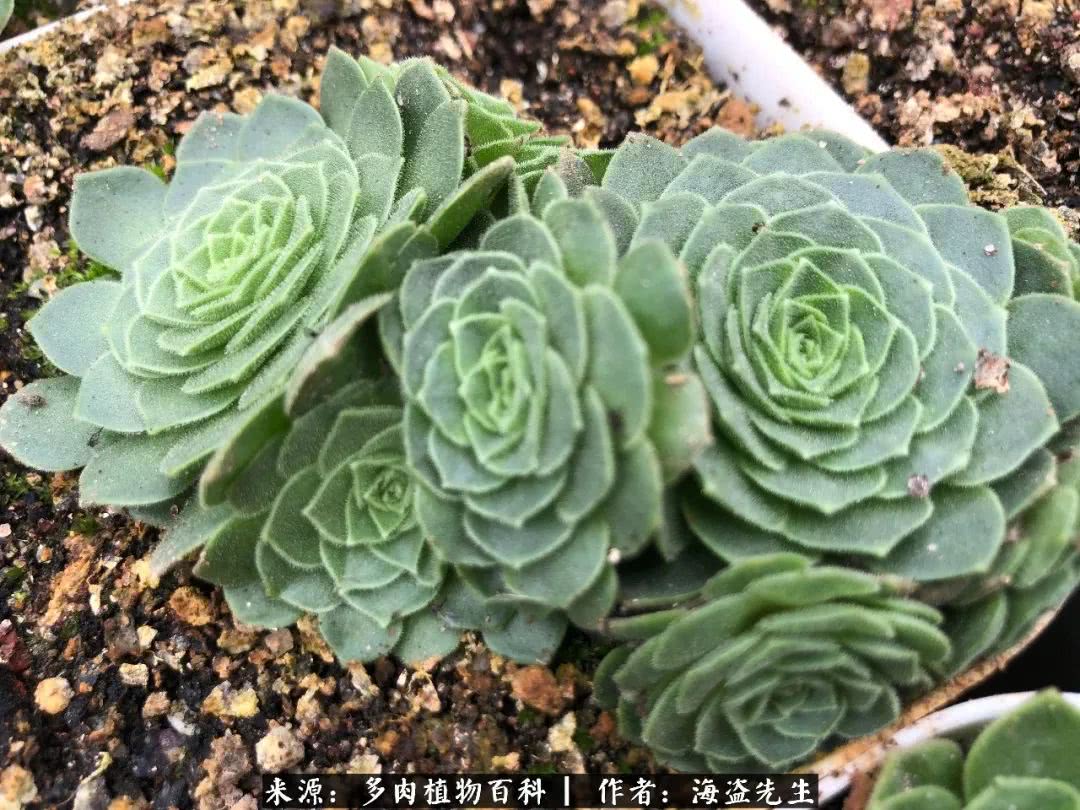 介绍多肉生长特点,多肉植物科普讲解图片视频