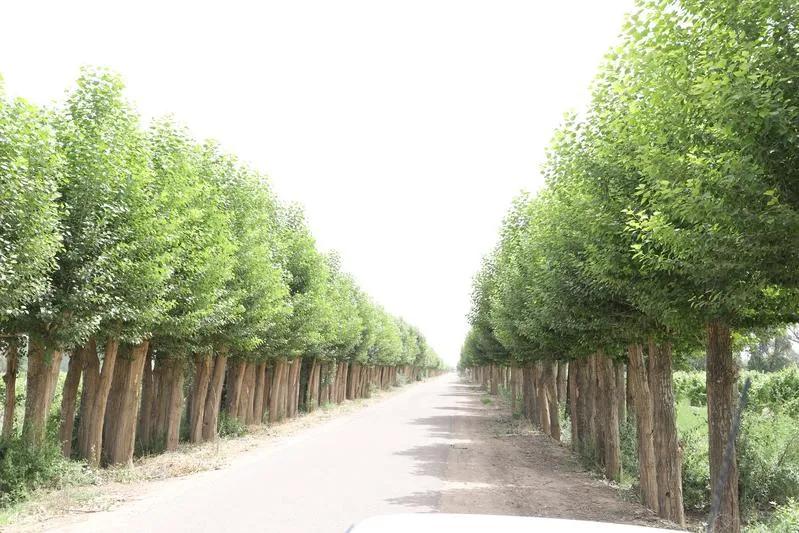 民勤全面开展光肩星天牛防治工作,开展天牛防治工作